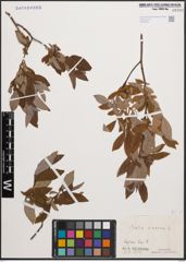 Foto von Salix cinerea L.